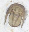 D Cordania Trilobite - Scarce Species #23117-2